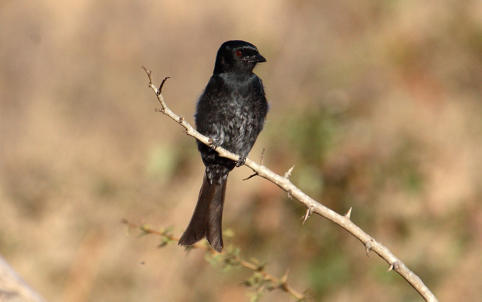 image Fork-tailed Drongo